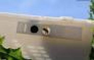 Bee Vectoring Technologies International